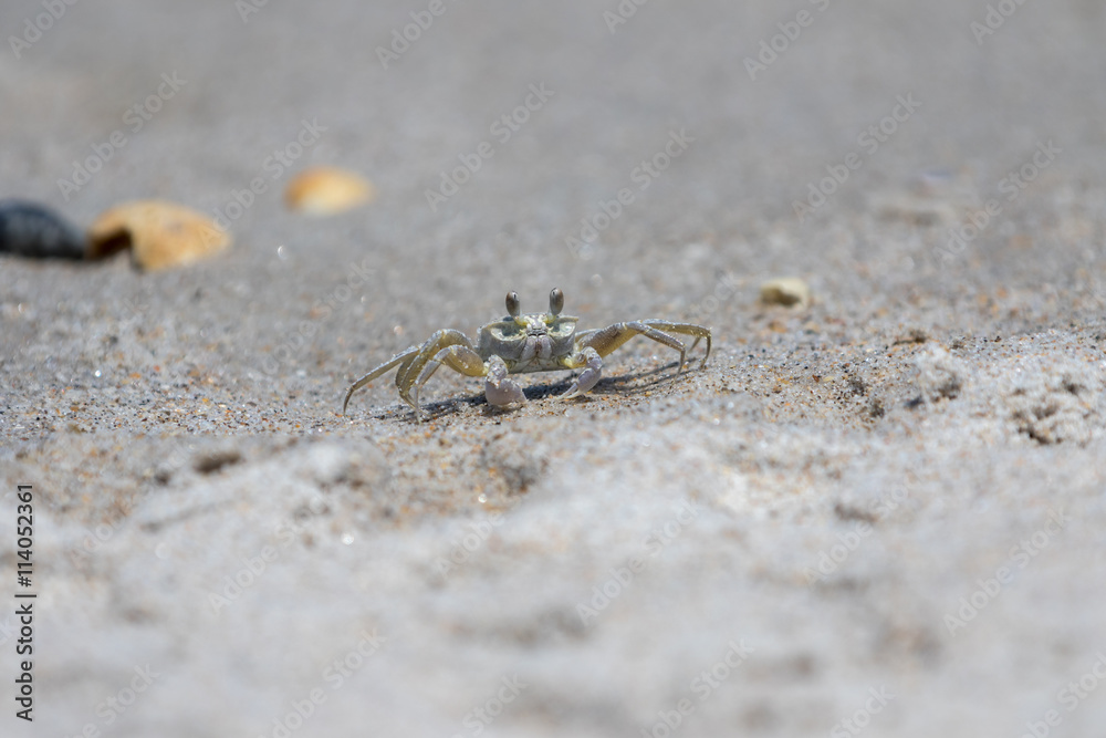 Fototapeta premium Atlantic Ghost Crab, Playalinda Beach, Merritt Island, Florida