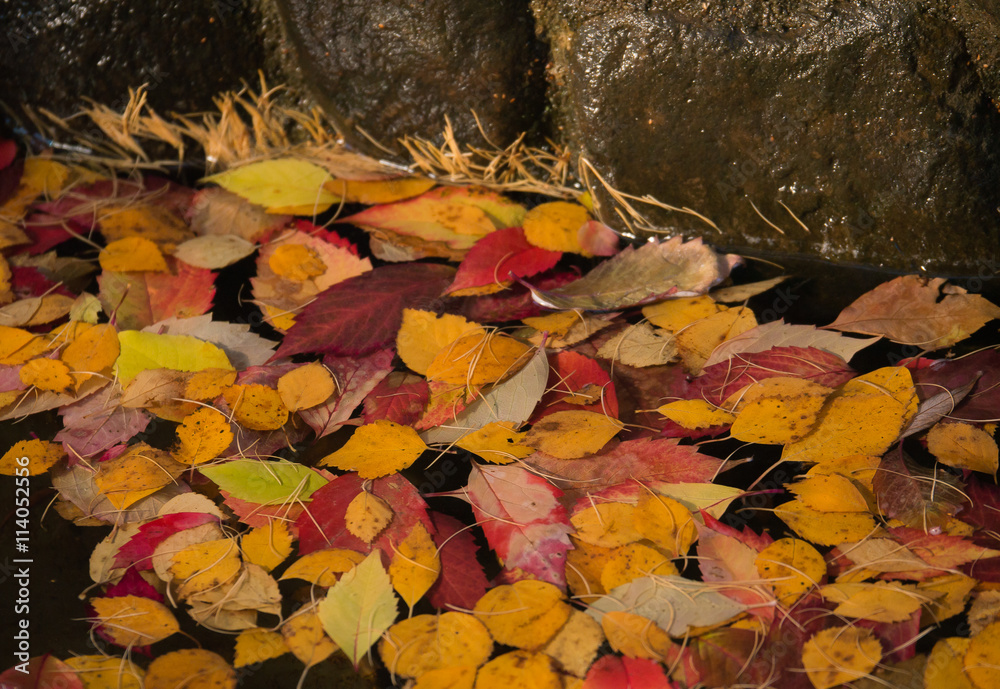 Obraz premium multicolored autumn leaves in water