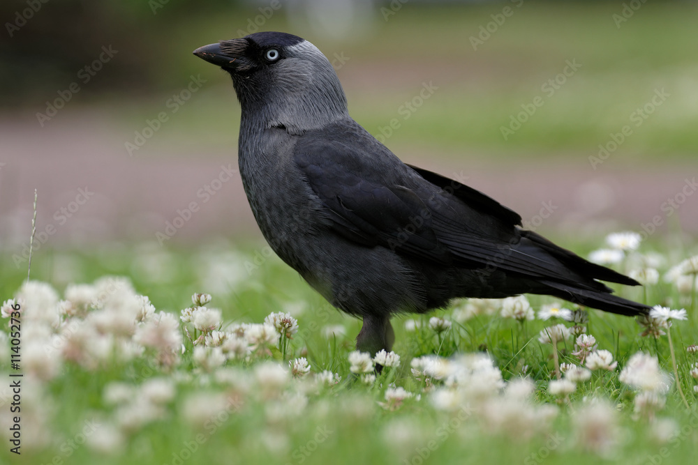 Western Jackdaw, Corvus monedula Western Jackdaw, Corvus monedula