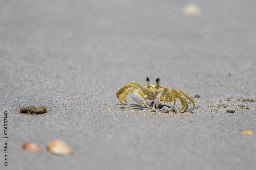 Atlantic Ghost Crab, Playalinda Beach, Merritt Island, Florida Atlantic Ghost Crab, Playalinda Beach, Merritt Island, Florida