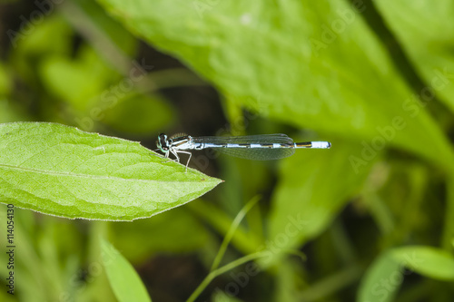 Blue Damselfly, Coenagrionidae, on leaf, macro, selective focus, shallow DOF