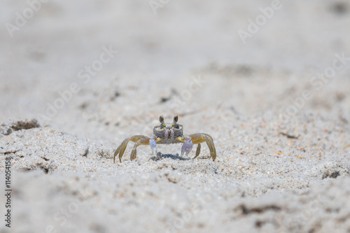 Atlantic Ghost Crab, Playalinda Beach, Merritt Island, Florida