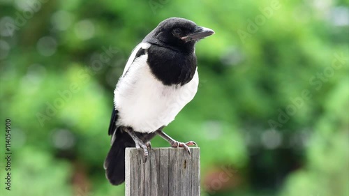 The close view of the nestling of magpie on board fence. Bird on green background.