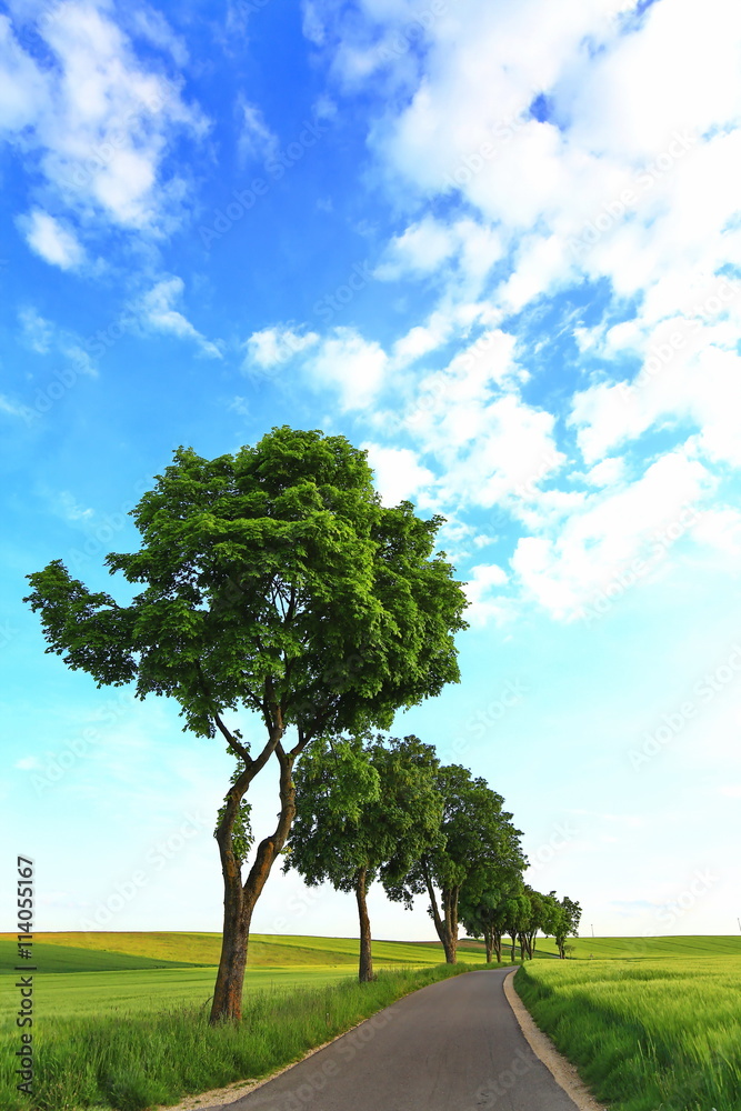 Obraz premium Bäume