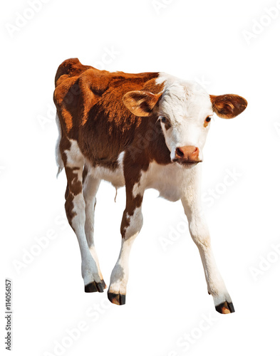 Front view of brown calf isolated on white background. photo