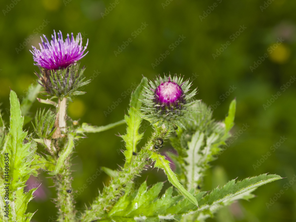 Blooming Thistle, Carduus, flower bud macro with bokeh background, selective focus, shallow DOF Blooming Thistle, Carduus, flower bud macro with bokeh background, selective focus, shallow DOF