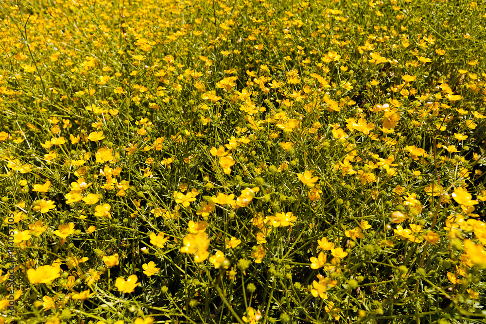 Obraz premium Mountain buttercup