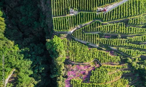 Valtellina (IT) - Lavorazione dei terrazzamenti coltivati a vigneto - vista aerea photo