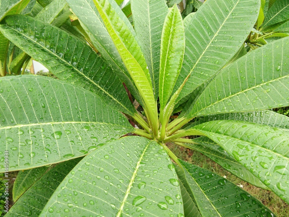 Water droplets on a leaf frangipani Water droplets on a leaf frangipani