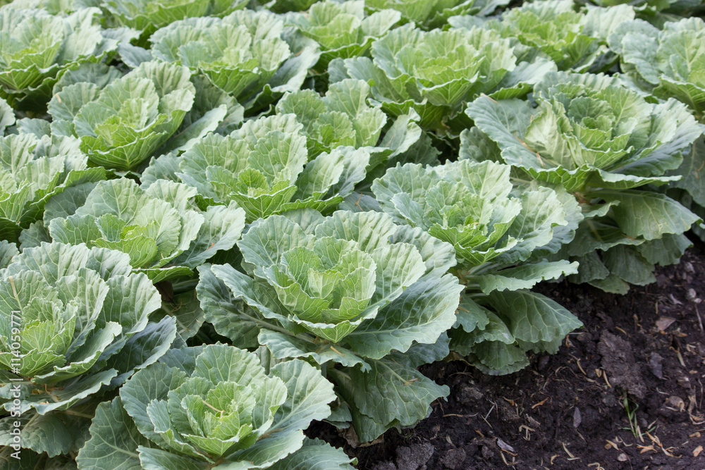 Ornamental cabbage in a garden Ornamental cabbage in a garden