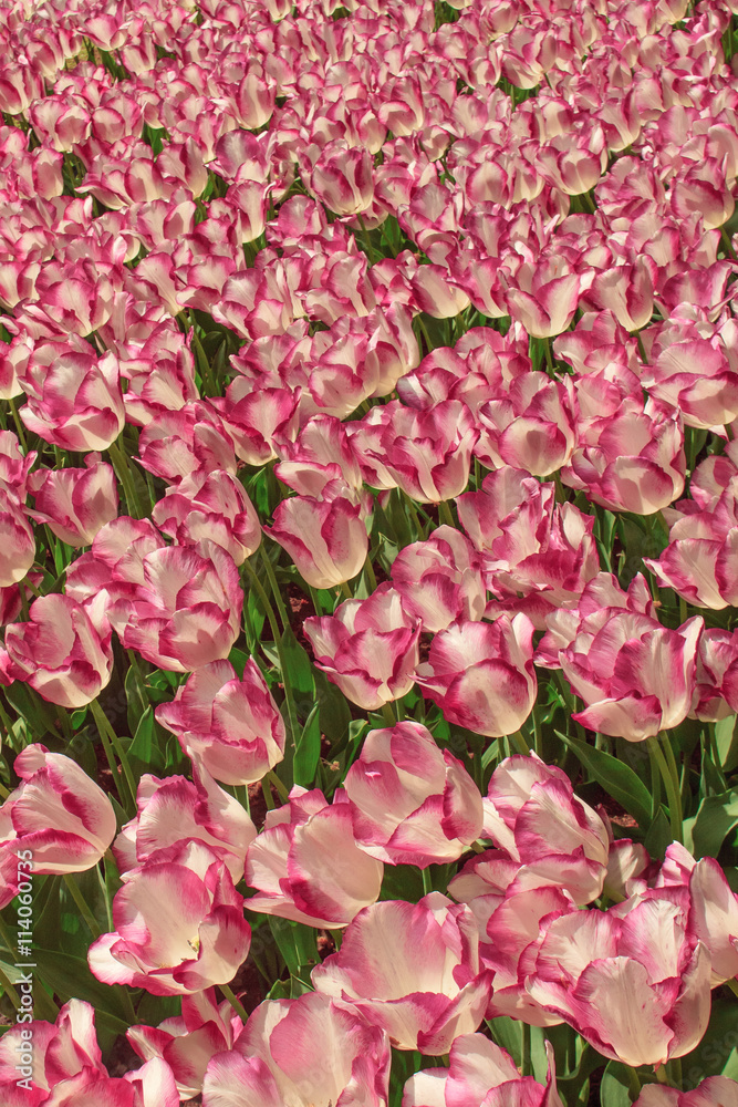 Tulip field in Keukenhof Gardens, Lisse, Netherlands Tulip field in Keukenhof Gardens, Lisse, Netherlands