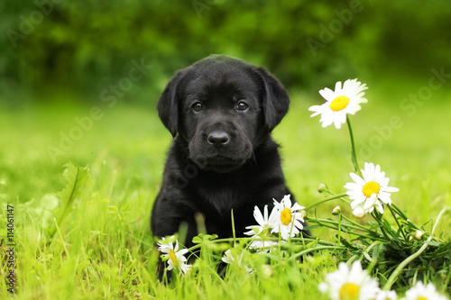 puppy dog Labrador sitting outdoors in summer
