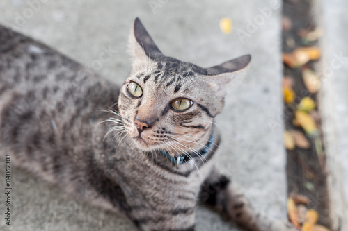Thai cat with yellow eyes at outdoor.