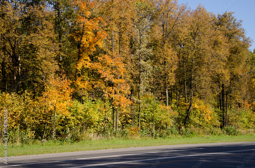 Fototapeta premium autumn colorful leaves