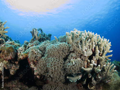沖縄離島ダイビング サンゴが美しい海中の絶景 沖縄慶良間諸島 