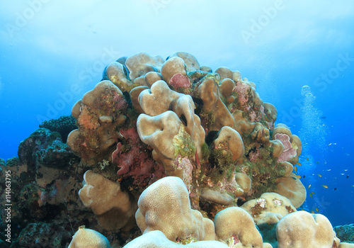 沖縄離島ダイビング サンゴが美しい海中の絶景 沖縄慶良間諸島 