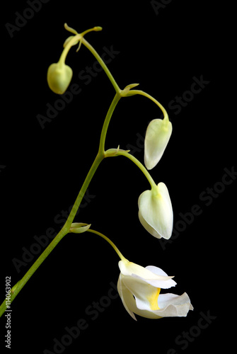 bladderwort carnivorous plant Utricularia alpina