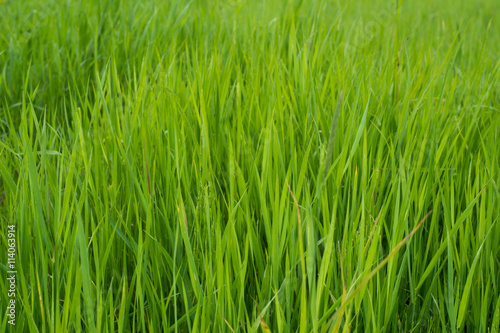 Fresh green grass. Close up.