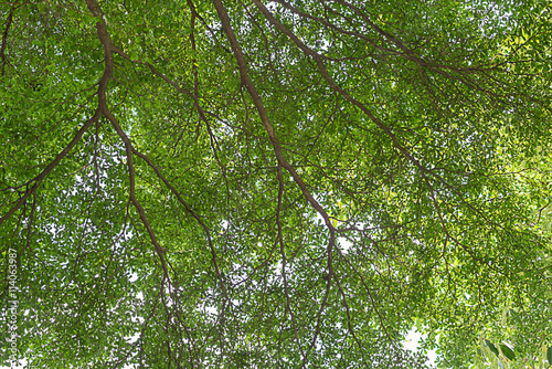 Green tree leaf tree tree background green leaf