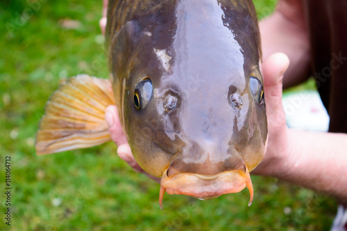 Carp fish head closeup in the hands of the person who cautgh it photo