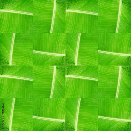 texture of abaca leaves photo