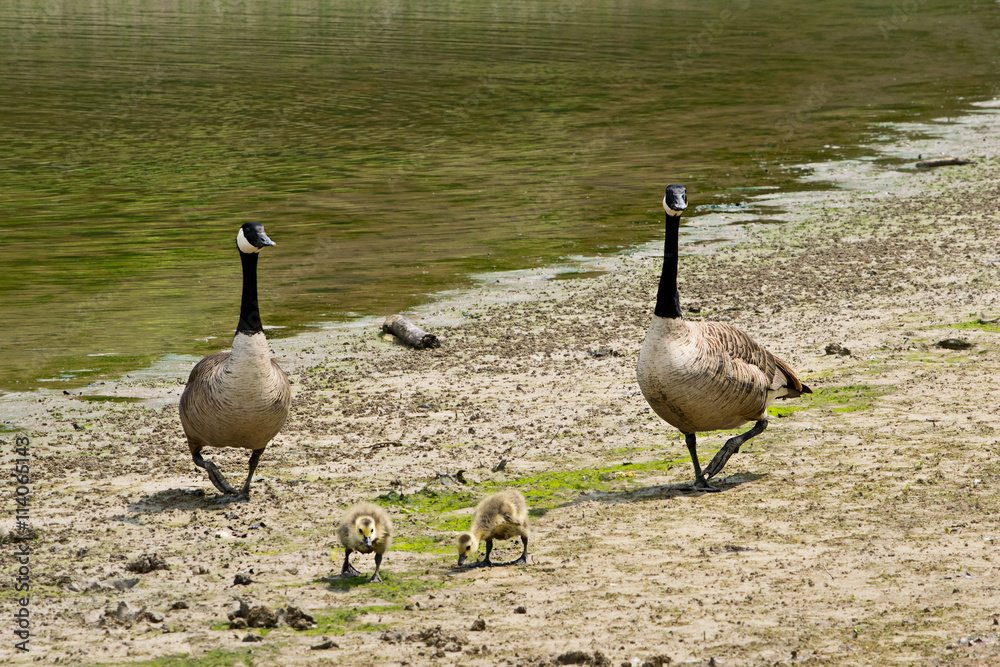 Obraz premium Canadian geese with goslings by the lake