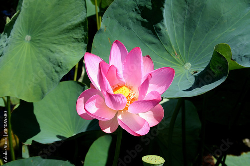 Lotus