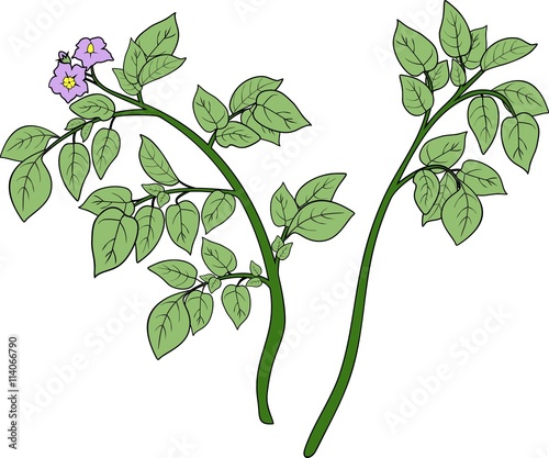 Potato plant
