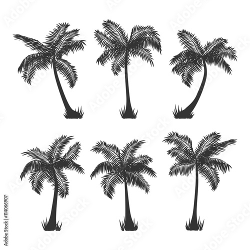 Exotic tropical coconut palm trees silhouette set  isolated on white background. Vector illustration