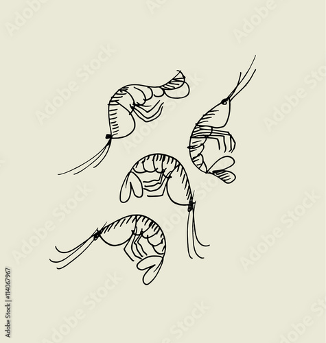 shrimp and prawn image. food hand drawn sketch vector illustrati
