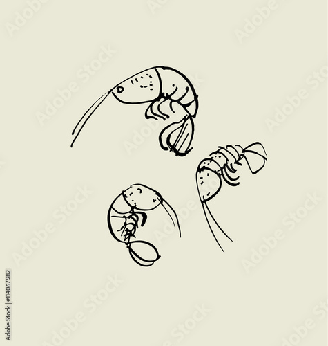 shrimp and prawn image. food hand drawn sketch vector illustrati
