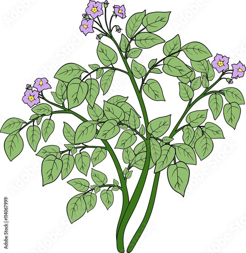 Potato plant
