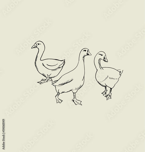 goose  flock image. food hand drawn sketch vector illustration.