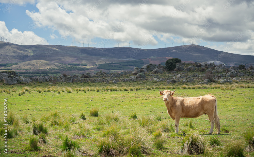 Cows and bulls on pasture, lush green grass Cows and bulls on pasture, lush green grass