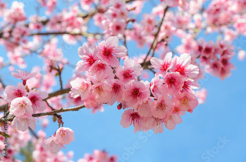 Full bloom japanese pink sakura and blue sky in chiang mai thailand