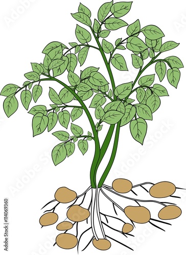 Potato plant
