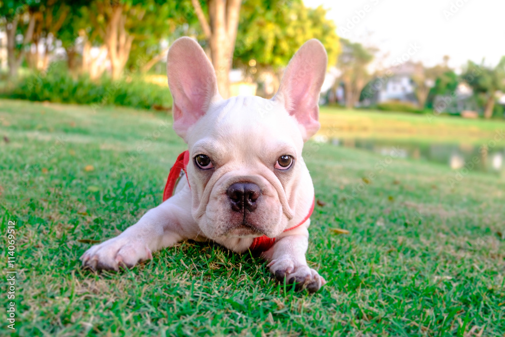 French Bulldog in town French Bulldog in town
