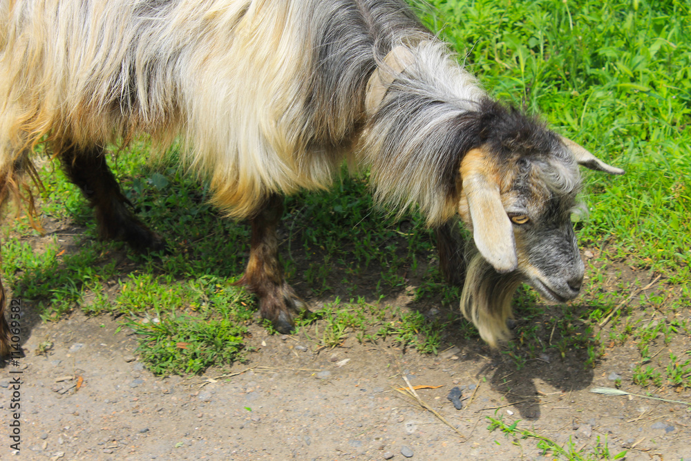 Goat on the pasture