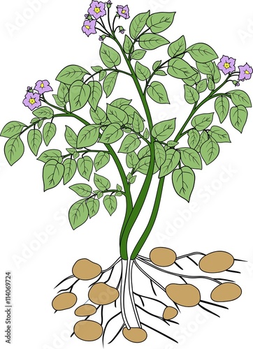 Potato plant