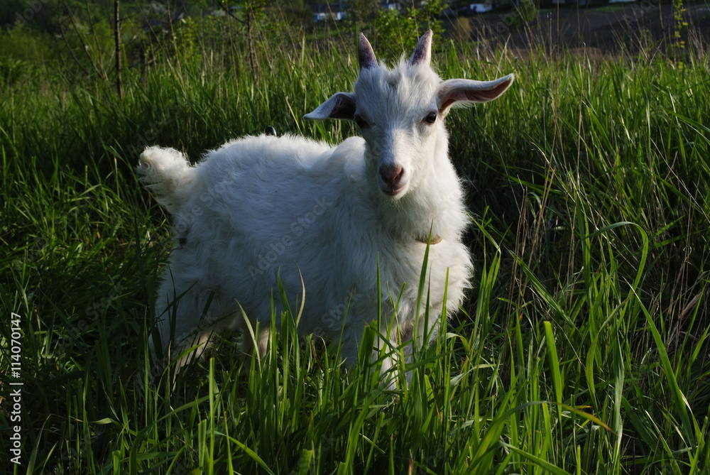 Goatling. Goat Goatling. Goat