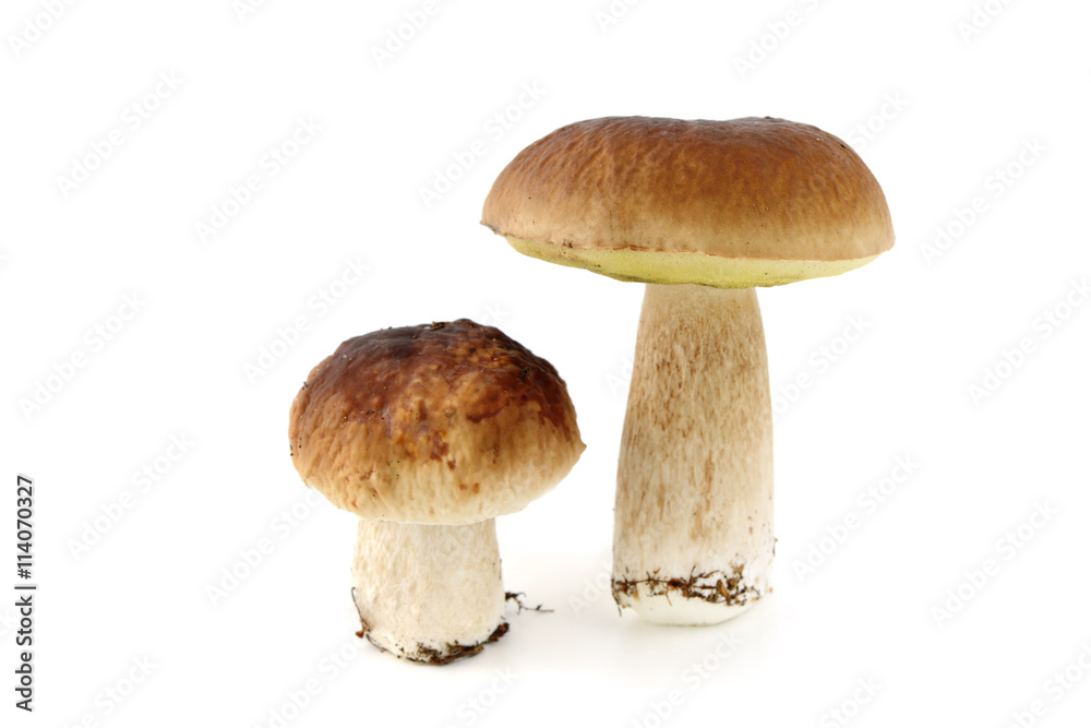 grouo fresh penny bun on isolated background grouo fresh penny bun on isolated background