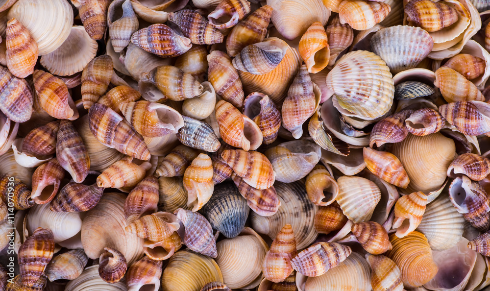 Shells of many types and sizes are found on our shelling beaches