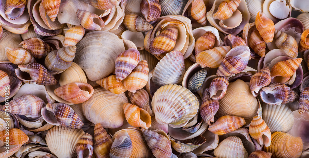 Sea Shells Seashells! - variety of sea shells from beach - panor Sea Shells Seashells! - variety of sea shells from beach - panor