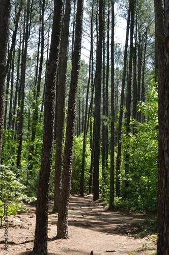 Fototapeta Naklejka Na Ścianę i Meble -  Forest with tall trees