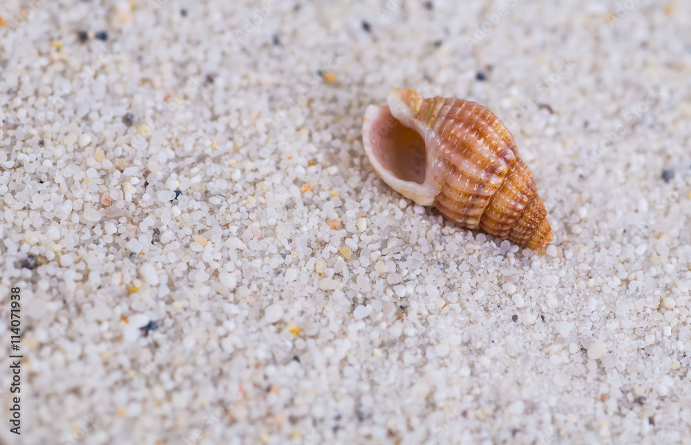Sea shells on sand. Summer beach background. Top view Sea shells on sand. Summer beach background. Top view