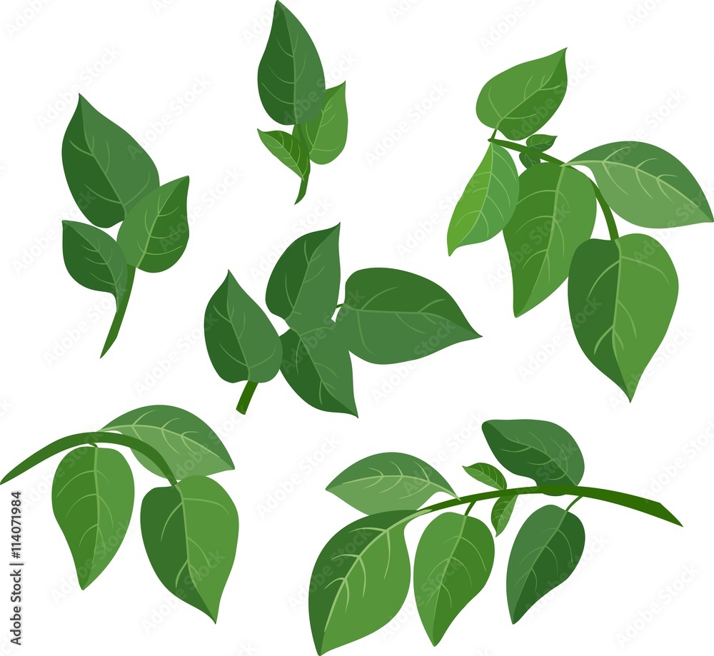 green leaf set
