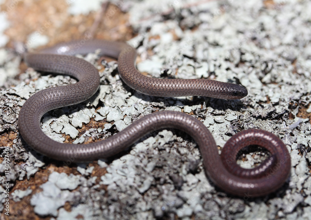 The pink-tailed worm-lizard (Aprasia parapulchella) is a rare legless lizard found in Australia. The animal looks like a combination of small snake and worm. The total length is up to 14 cm long. The pink-tailed worm-lizard (Aprasia parapulchella) is a rare legless lizard found in Australia. The animal looks like a combination of small snake and worm. The total length is up to 14 cm long.