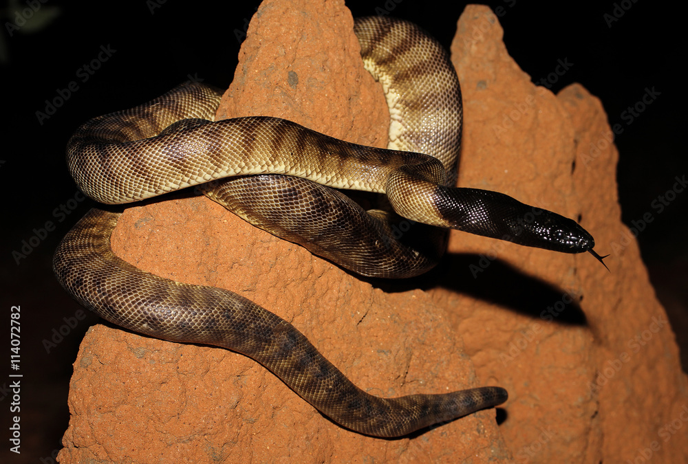 Aspidites melanocephalus, commonly known as the black-headed python, is ...