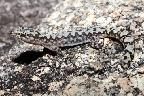 Oedura lesueurii  commonly known as Lesueur s gecko or the velvet gecko  is a species of gecko endemic to Australia.
