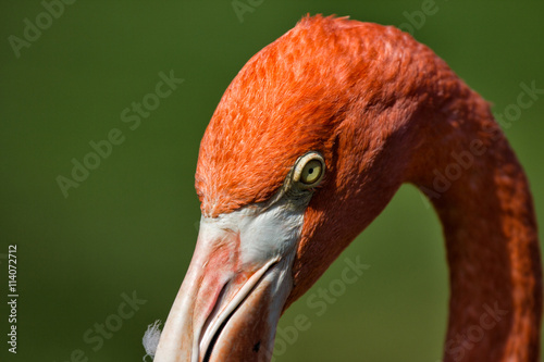 head flamingo tropical bird eyes beak colorful